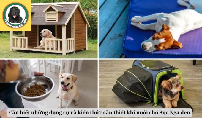 Cần biết những dụng cụ và kiến thức cần thiết khi nuôi chó Sục Nga đen